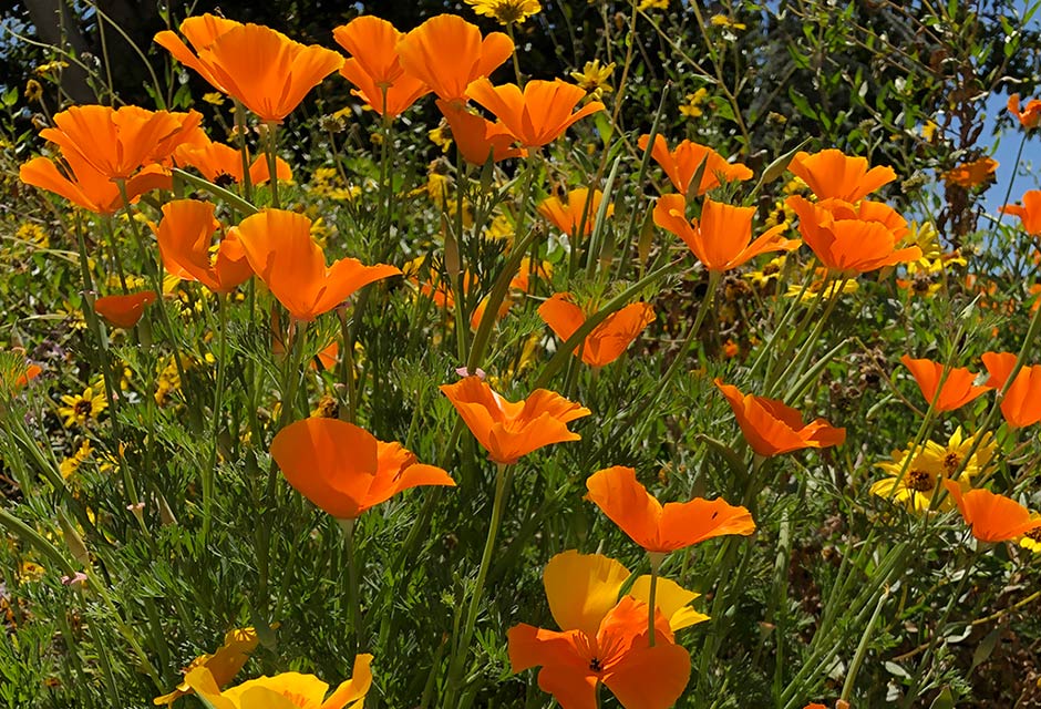 Poppies on campus