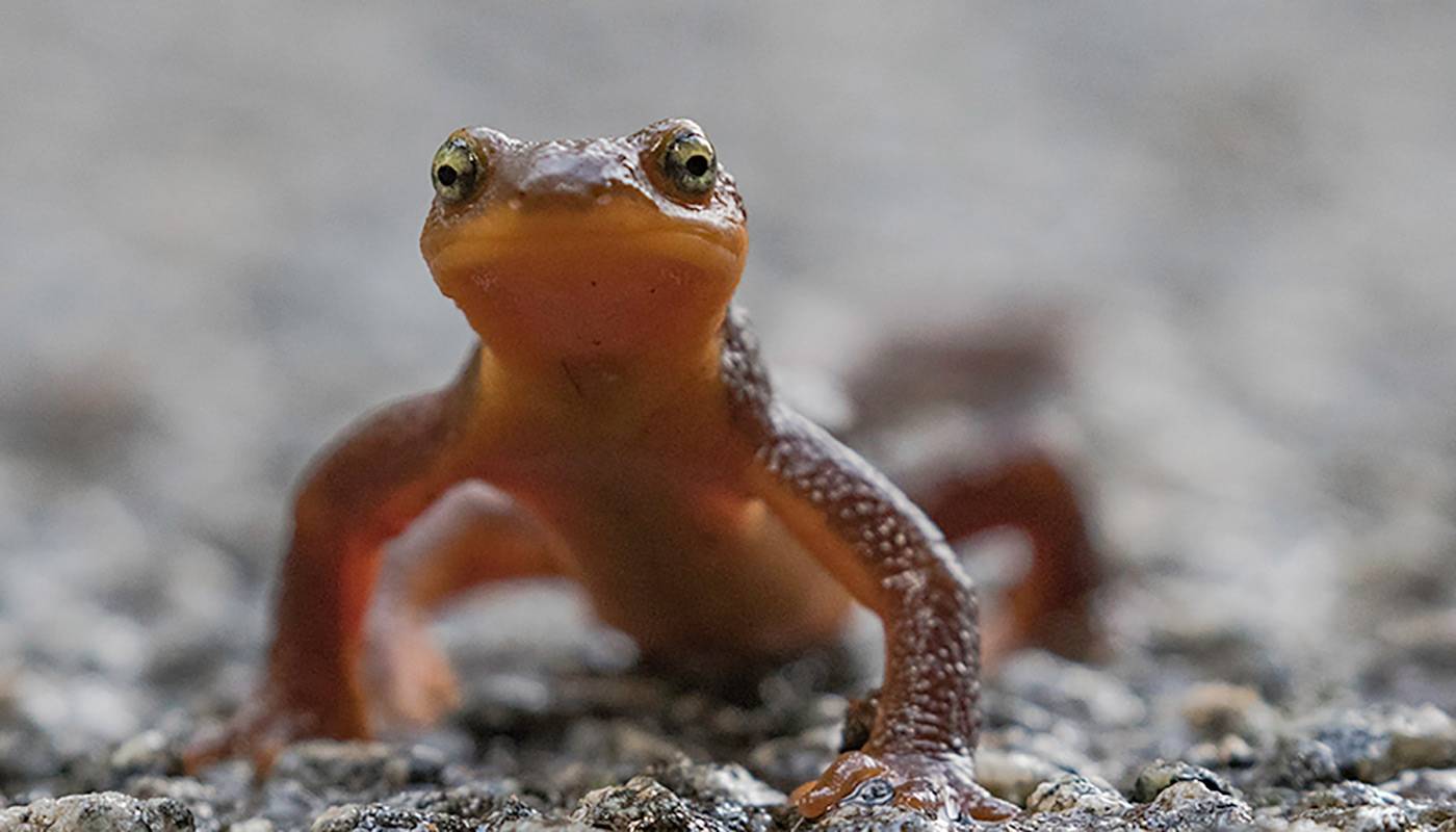 Newt at Hastings Preserve. Photo credit: Adam Green